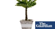 Houseplant of the week: Hawaiian palm