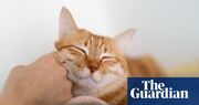 How can I keep my cat happy? A vet’s top tips for helping feline friends live their best life