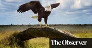 ‘I couldn’t admit I was afraid’: biologist Tina Morris on her fight to save the bald eagle