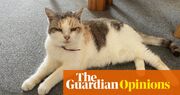 I spent more time with our cat Mogget than any living thing. I had to steel myself to bring that time to an end | Gayle Bryant