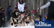 A moose attack, an injured dog, an improper gutting: drama at Alaska’s Iditarod, explained