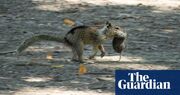 ‘It’s a dietary niche’: researchers amazed to find squirrels hunt and eat voles