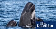 ‘It’s nonstop’: how noise pollution threatens the return of Norway’s whales