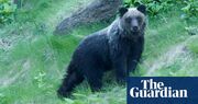 Japan relaxes bear-shooting laws amid rise in attacks