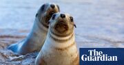 Living with lions: the New Zealand city where humans and sea lions co-exist