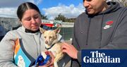 ‘It brings out the best in humanity’: the rescuers saving pets from LA’s wildfires