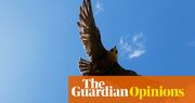 I’m addicted to the live stream of Melbourne’s peregrine falcons. But to really appreciate them you have to see them in flight | Debbie Lustig