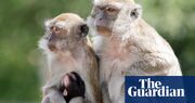 Forty-three monkeys at large in South Carolina after escaping research facility