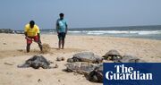 More than 1,100 dead sea turtles washed up along southern India’s coastline