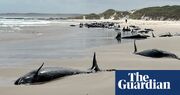 More than 150 whales stranded on beach in remote north-western Tasmania