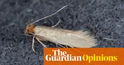 My moth hell has given me sympathy for all fellow sufferers – even the 1% | Rhiannon Lucy Cosslett