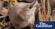 The framing of the shrew: California students photograph mammal never caught on film