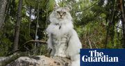 My Beloved Monster by Caleb Carr review – when a cat saves your life