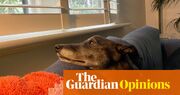 My greyhound Basil is an awkward loner weirdo – now I know how my parents felt | Patrick Lenton