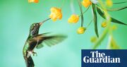 My Hummingbird Father by Pascale Petit review – a tale of childhood trauma takes flight