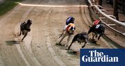 New Zealand plans to ban greyhound racing over animal welfare concerns