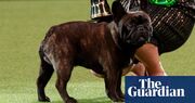 ‘No discernible nostrils’: Crufts in row over prizes for French bulldog