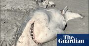 Orcas hunt great white sharks in Australian waters and eat their livers, 50cm bite mark confirms