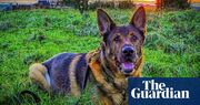 Paw and order: retired police dog rescues man on first walk after surgery