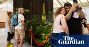 ‘Putricia for president’: Sydney’s blooming corpse flower becomes a cult hero – to those who can’t smell her