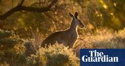 Queensland man attacked by ‘massive’ kangaroo estimated to be 2m tall and weigh 100kg