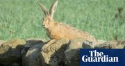 Raising Hare by Chloe Dalton review – woman meets leveret