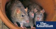 ‘They’re all high’: Louisiana police say rats eating marijuana in evidence room