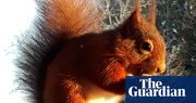 Red squirrels ‘to vanish from England’ unless vaccine against squirrelpox funded