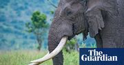 Saving ‘old and wise’ animals vital for species’ survival, say scientists