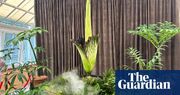 She looks like a ‘deformed penis’ and smells like a dead possum: Sydney goes wild for its blooming corpse flower