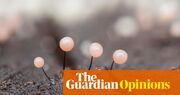 Look at the underside of a log, and you’ll find my new obsession: the beautiful, bonkers world of slime moulds | Lucy Jones