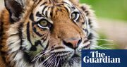 South African tiger farms illegally smuggling body parts, says charity