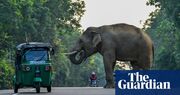 Death tolls mount as elephants and people compete for land in Sri Lanka