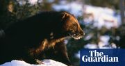 Dead cool and wolverine: from animal tracking to ski touring in Sweden