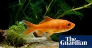 The pet I’ll never forget: Caesar the goldfish, who meant as much to me as any dog