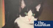 The pet I’ll never forget: Chester, the cat who barged into our house and called it home