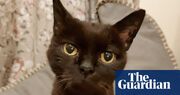 The pet I’ll never forget: I lost my mum, career, livelihood and hope – but Bertie the cat was determined to fix me