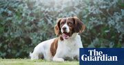 The pet I’ll never forget: Mickey the spaniel, scourge of park-keepers