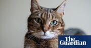 The pet I’ll never forget: Tiggy the serial killer, who ruled the house with naked menace