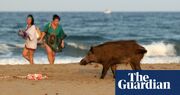 The wild boars of the Costa del Sol: do these sun-loving pigs really need to be culled?