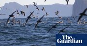 Thousands of dead seabirds are washing up on Australia’s beaches. Researchers want to know why