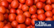 Scientists identify tomato genes to tweak for sweeter fruit