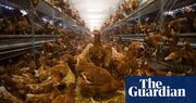 UK’s intensive farming hotspots have 79 times more chickens than people, data shows