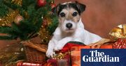 UK sales of seasonal pet treats, toys and food rocketing