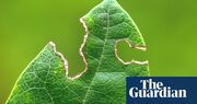 Deliver us from weevils: it’s time to unleash the killer worms to protect your plants