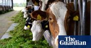 ‘We didn’t realise how hard it is’: small farmers in Europe struggle to get by