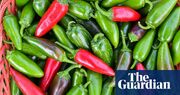 Iced spice: are jalapeños really losing their heat?