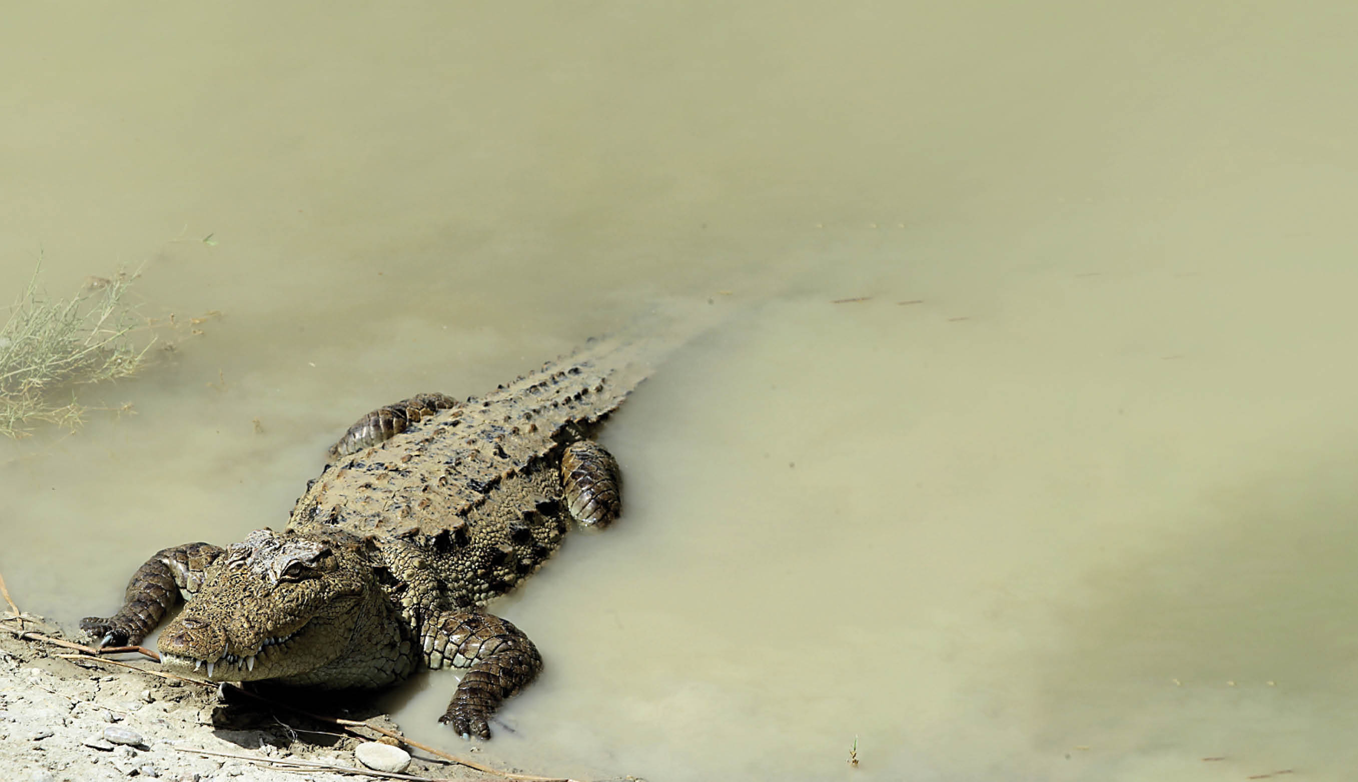 در خدمت گاندو