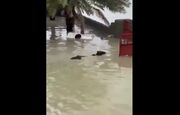 شنای یک گاو در سیلاب! + ویدئو | تصاویری از وضعیت زندگی مردم در میان گل و لای