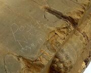 یادگاری تخت جمشید تایید شد